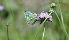 Pieris rapae