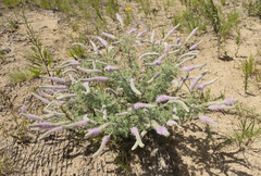 Dalea villosa