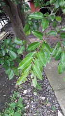 Psidium friedrichsthalianum