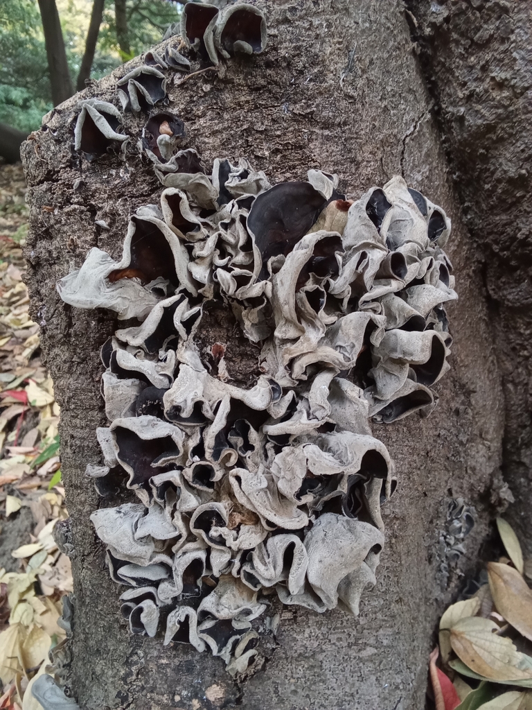 Auricularia polytricha · December 2024 · photo: © hector_montero (iNaturalist, cc-by)