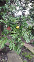 Psidium friedrichsthalianum