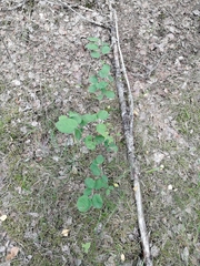 Amelanchier spicata