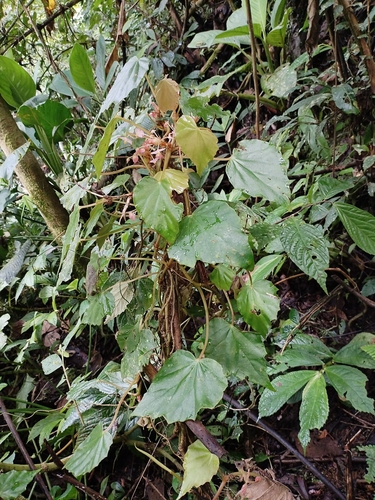 Begonia megacarpa
