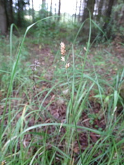Carex spicata