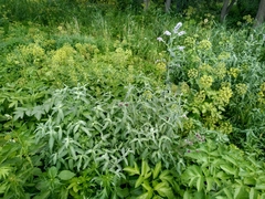 Mentha longifolia asiatica