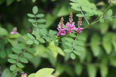 Indigofera pseudotinctoria