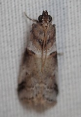 Acrobasis caliginella