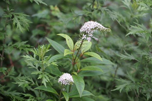 Lysimachia clethroides