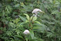 Lysimachia clethroides