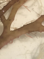 Gracilaria