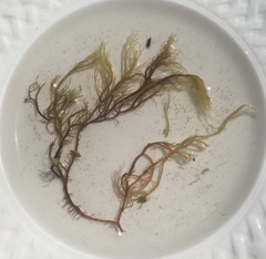 Gracilaria
