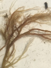 Gracilaria
