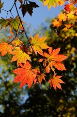 Acer pseudosieboldianum