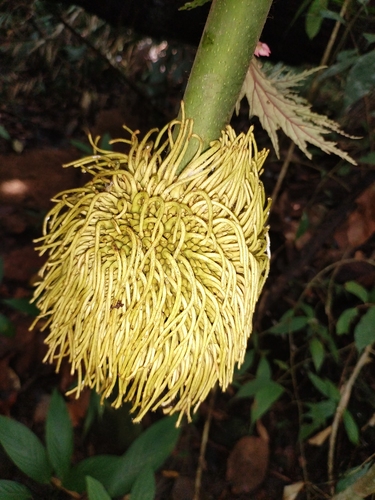 Artocarpus sericicarpus observed 2024-07-19