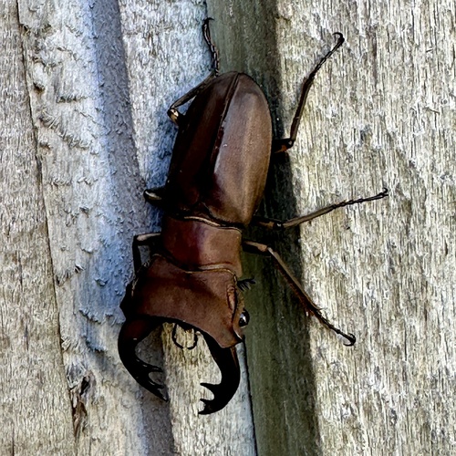 Cyclommatus weinreichi