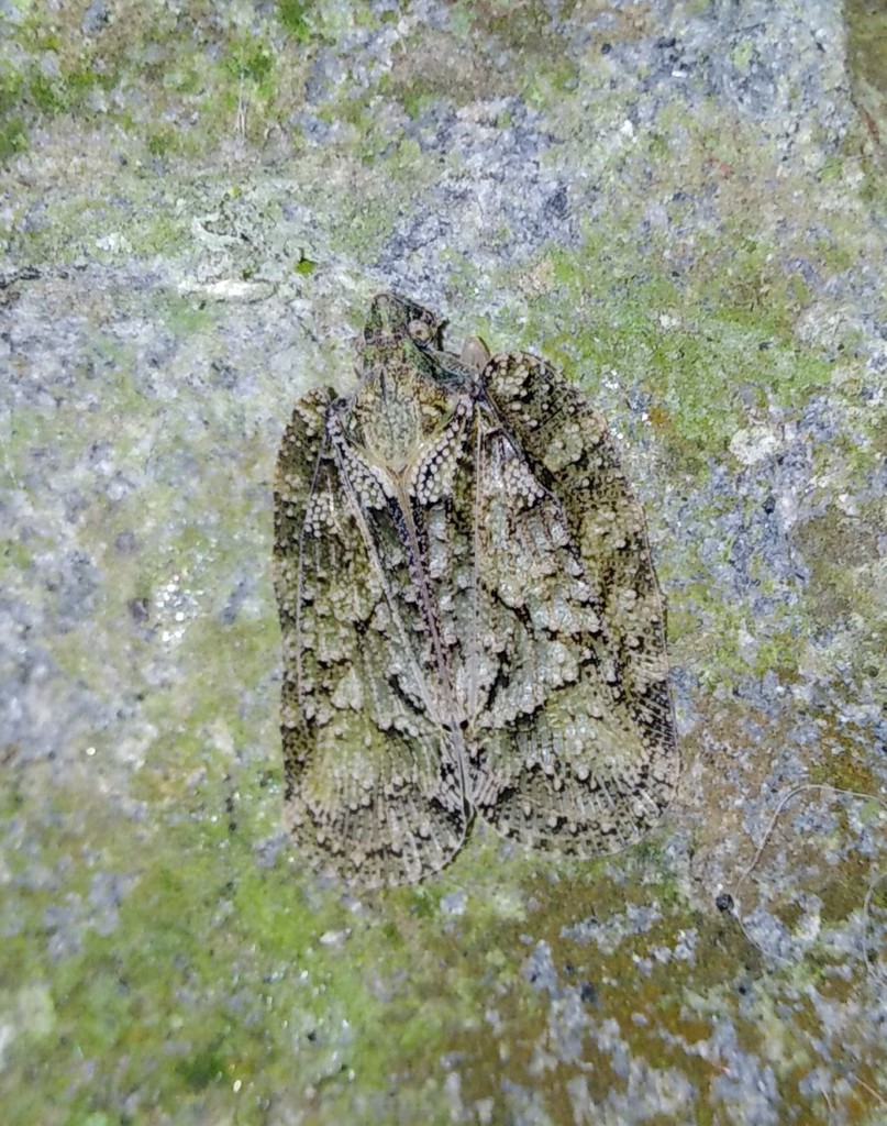 Flatoidinae