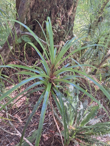 Image of Neinei (Dracophyllum latifolium) by (c) Oscar Dove, some rights reserved (CC BY)
