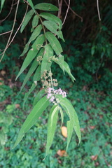 Callicarpa pilosissima