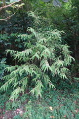 Callicarpa pilosissima
