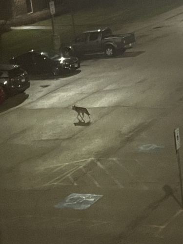 Coyote photographed in Illinois