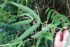 Callicarpa pilosissima