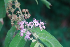 Callicarpa pilosissima