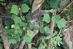Mallotus paniculatus formosanus