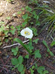 Calochortus subalpinus