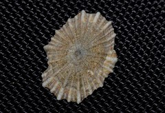 Siphonaria denticulata