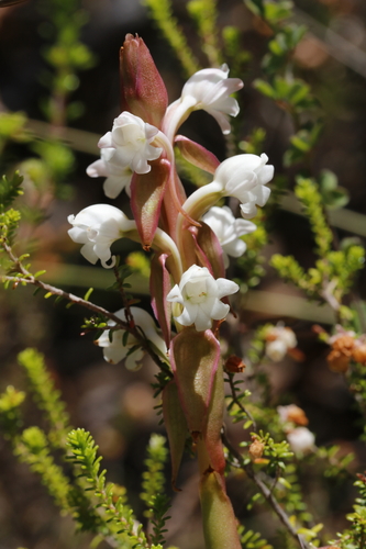 Image of Satyrium acuminatum by (c) Karen Eichholz, some rights reserved (CC BY)