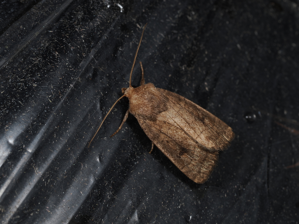 Proxenus pallidipennis