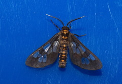 Eressa confinis
