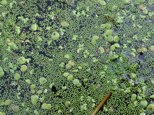 Image of Wolffia arrhiza by (c) Grzegorz Grzejszczak, some rights reserved (CC BY-SA)