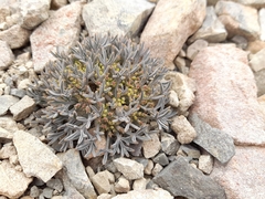 Lignocarpa carnosula, photograph (c) Flavien Saboureau, some rights reserved (CC BY)