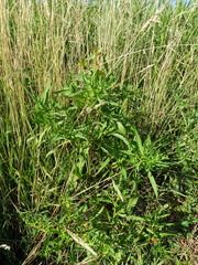 Rumex maritimus