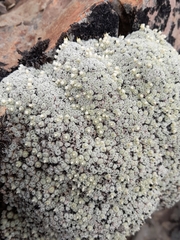Raoulia mammillaris, photograph (c) Flavien Saboureau, some rights reserved (CC BY)