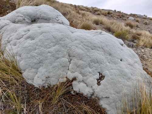 Image of Raoulia eximia by (c) Flavien Saboureau, some rights reserved (CC BY)