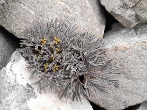 Lignocarpa carnosula, photograph 2
