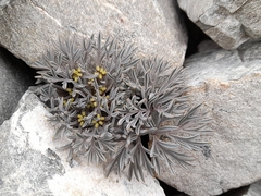 Lignocarpa carnosula, photograph (c) Flavien Saboureau, some rights reserved (CC BY)