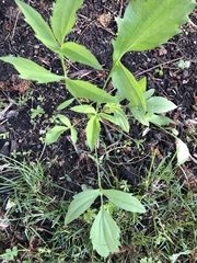 Rudbeckia