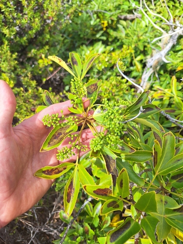Pseudopanax gilliesii, photograph 4