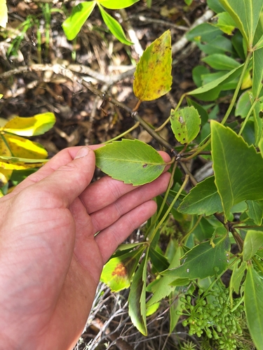 Pseudopanax gilliesii, photograph 5