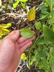 Pseudopanax gilliesii, photograph (c) Oscar Dove, some rights reserved (CC BY)