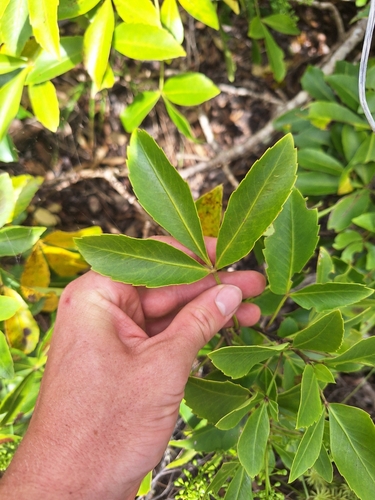 Pseudopanax gilliesii, photograph 6