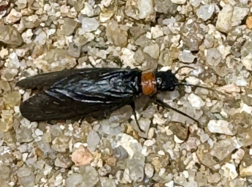 Austrosialis ignicollis