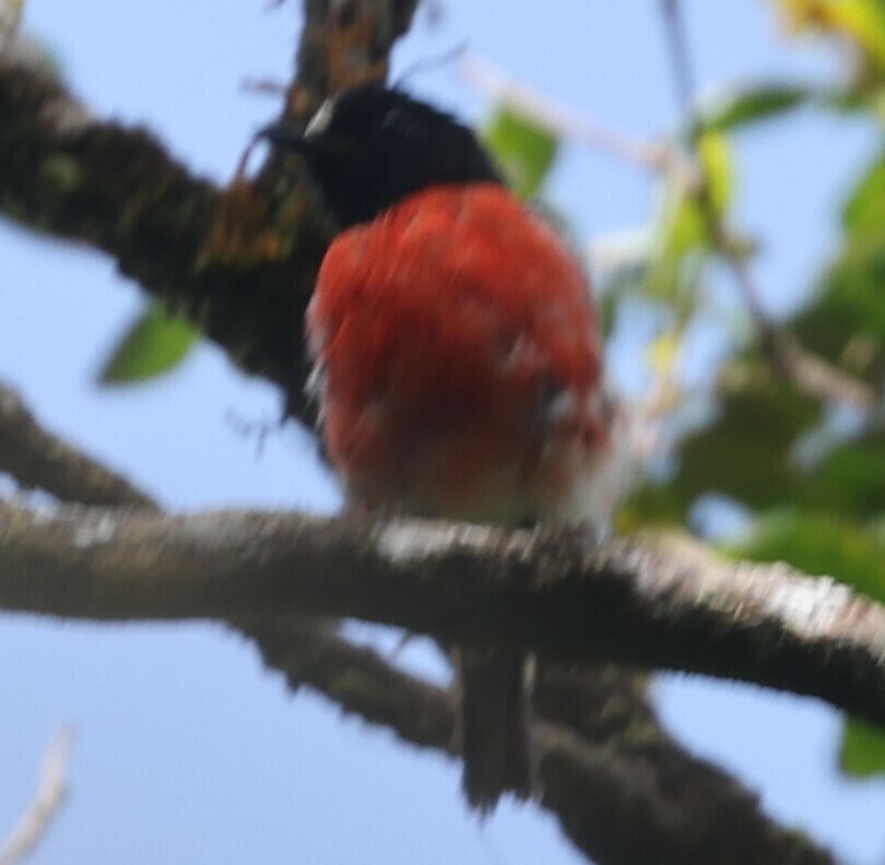 Solomons Robin photo