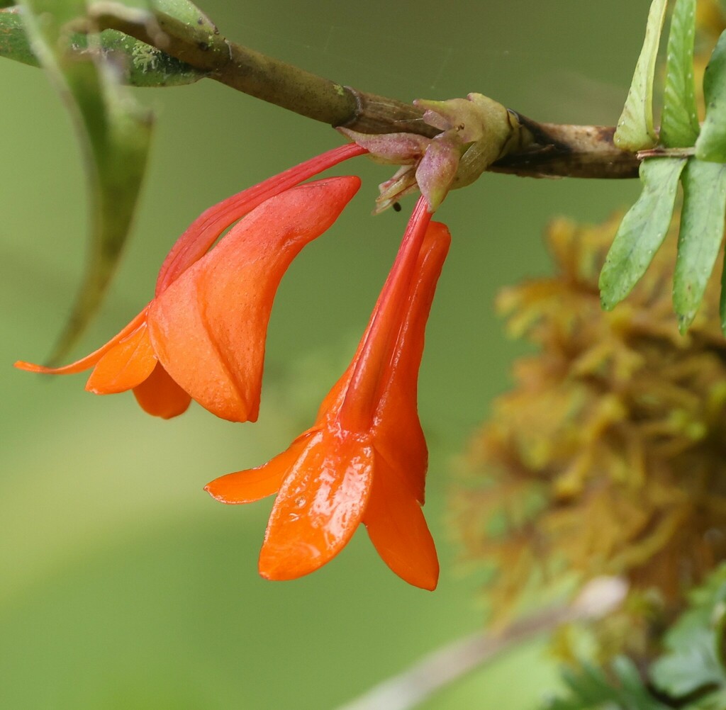 Dendrobium mohlianum Rchb.f. 2