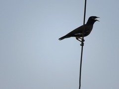 Acridotheres tristis