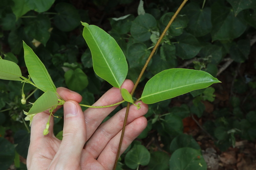 Image of Gymnanthera oblonga by (c) Thomas Mesaglio, some rights reserved (CC BY)