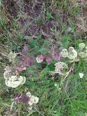 Hylotelephium telephium